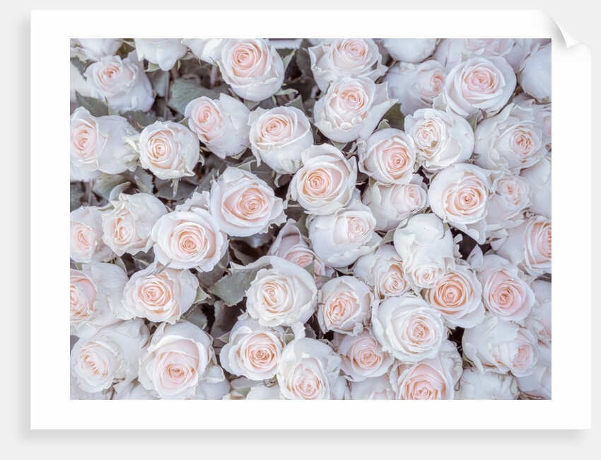 Full frame of Roses by Assaf Frank